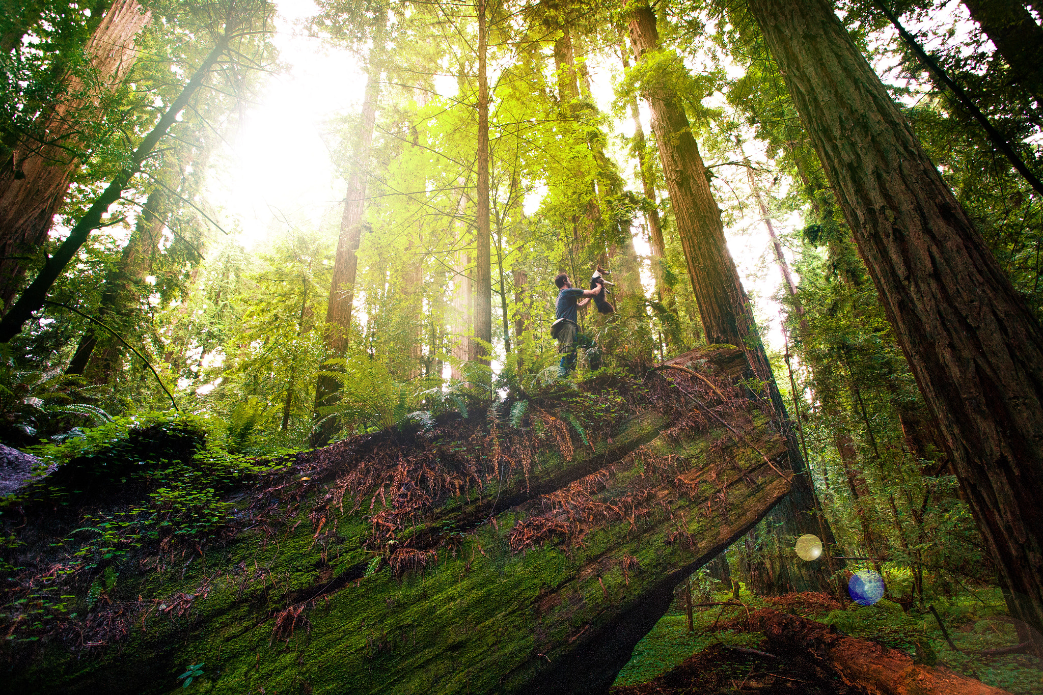 Canon EOS-1Ds Mark II sample photo. Go, my son. humboldt redwoods state park photography
