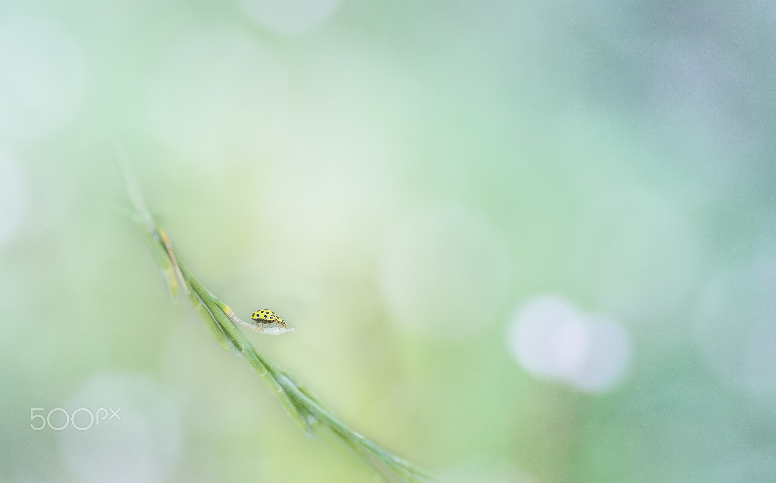 Nikon D3100 sample photo. A little ladybug photography