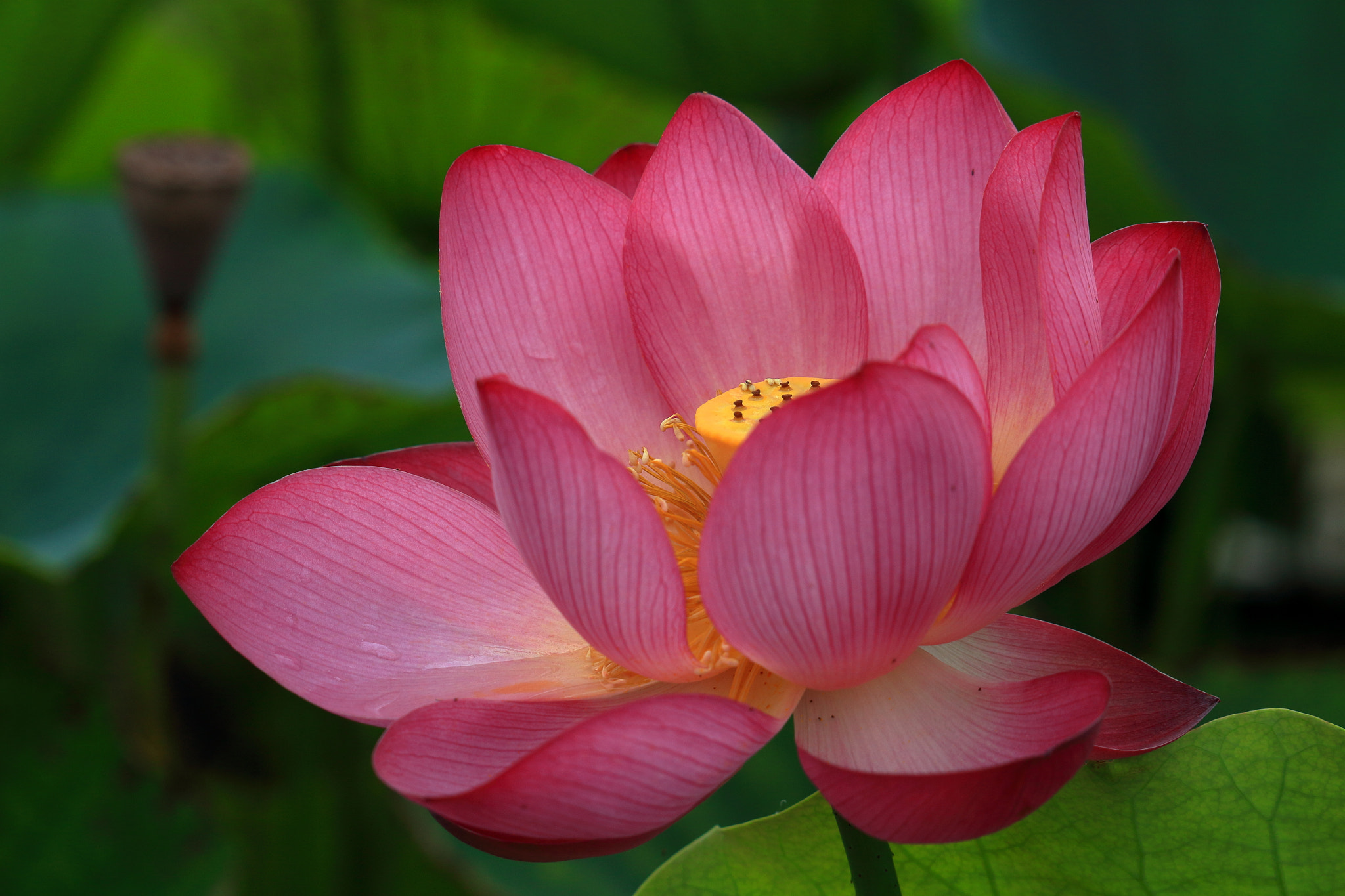 Canon EOS 100D (EOS Rebel SL1 / EOS Kiss X7) sample photo. Lotus photography