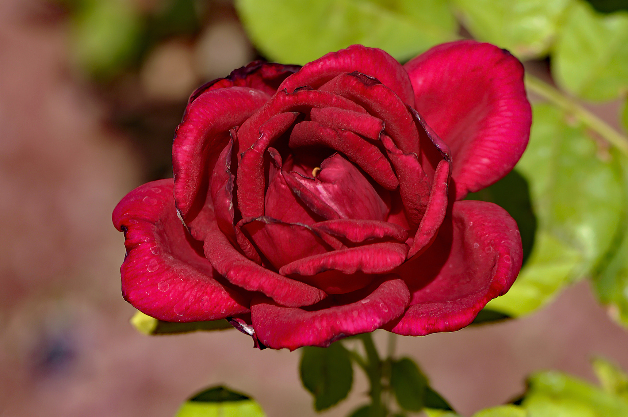 Nikon D2X sample photo. Red blossom photography
