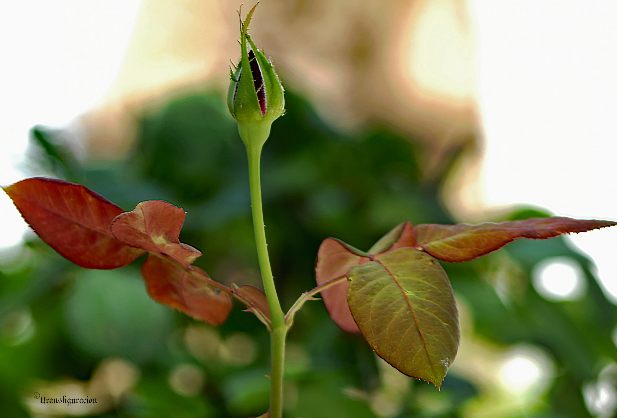 Nikon D2X sample photo. Begins to bloom photography