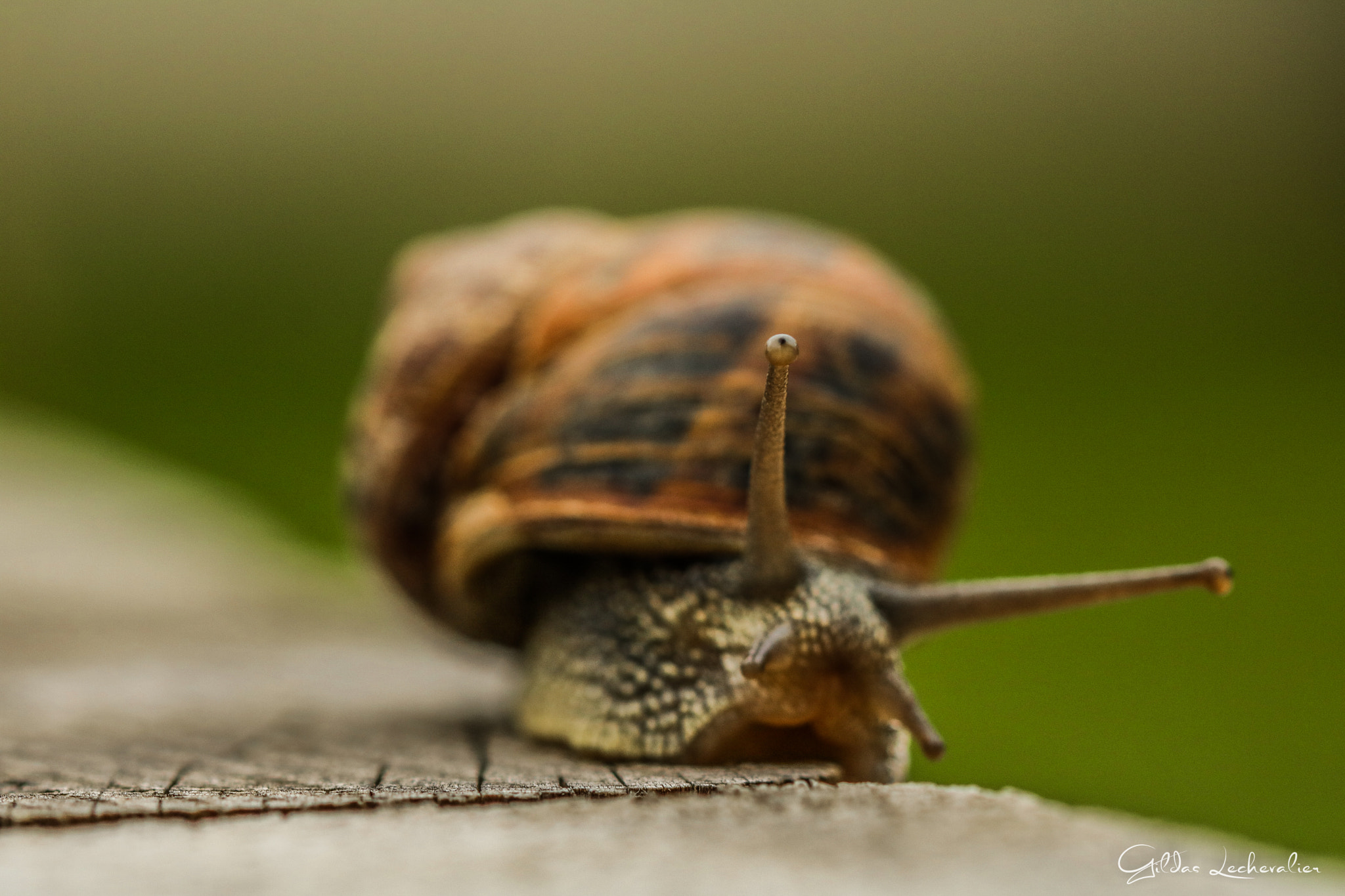 Canon EF 100mm F2.8 Macro USM sample photo. Snail walk photography