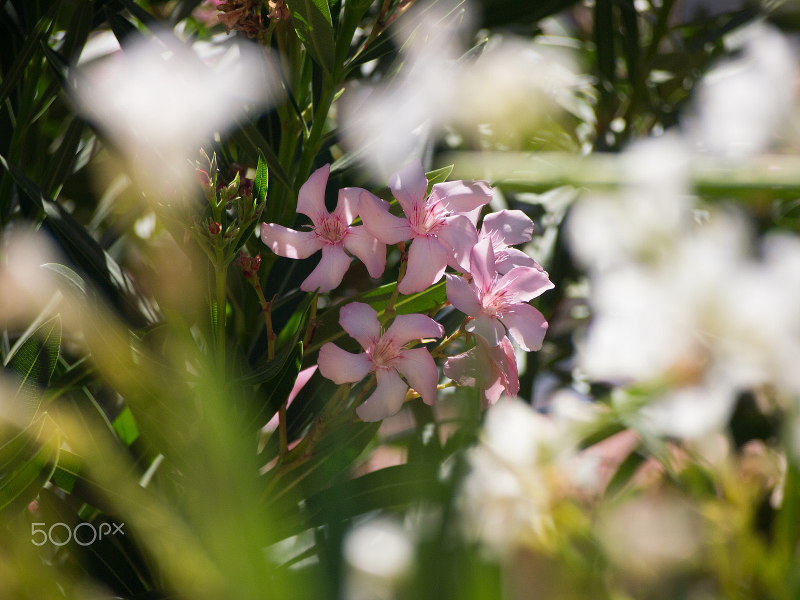 Olympus PEN E-PL3 sample photo. Gentle oleander photography