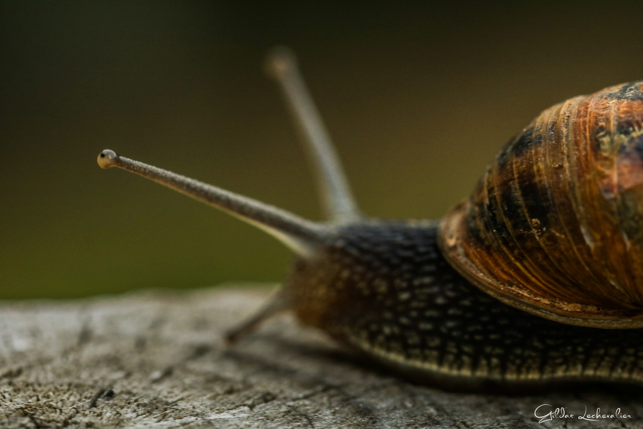 Canon EF 100mm F2.8 Macro USM sample photo. Snail walk photography