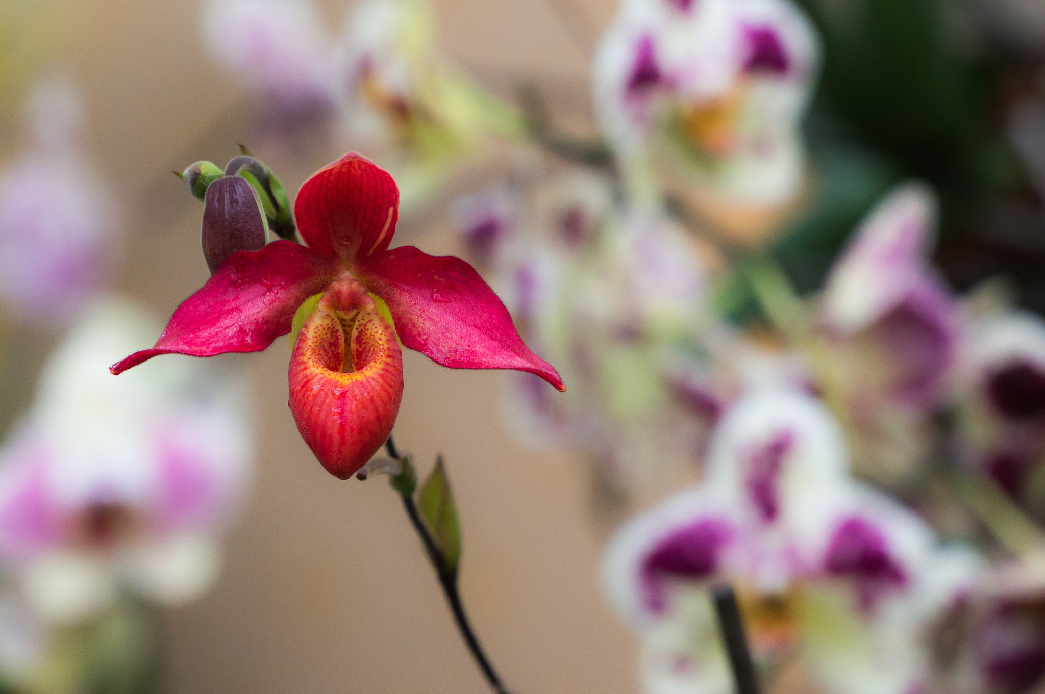 Sony Alpha NEX-6 + Sony E PZ 18-105mm F4 G OSS sample photo. Orchideen 2016 iii photography