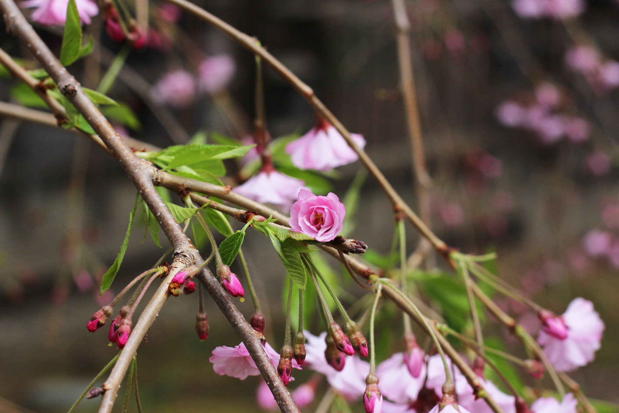 Canon EOS 700D (EOS Rebel T5i / EOS Kiss X7i) + Canon EF 50mm F1.8 II sample photo. Cherry blossoms photography