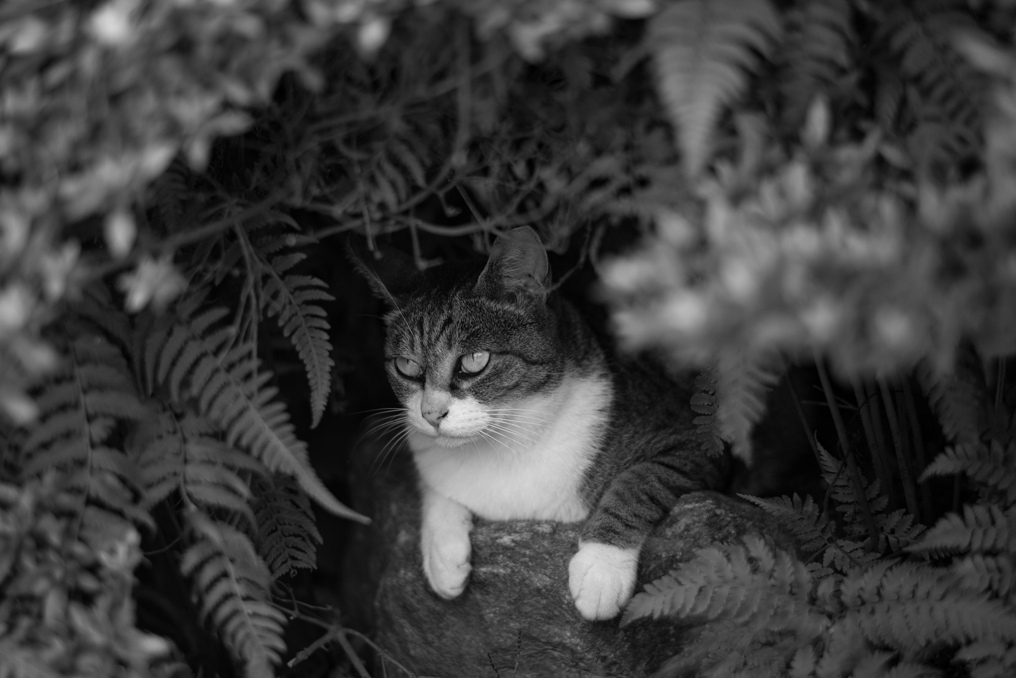 Leica APO-Summicron-M 90mm F2 ASPH sample photo
