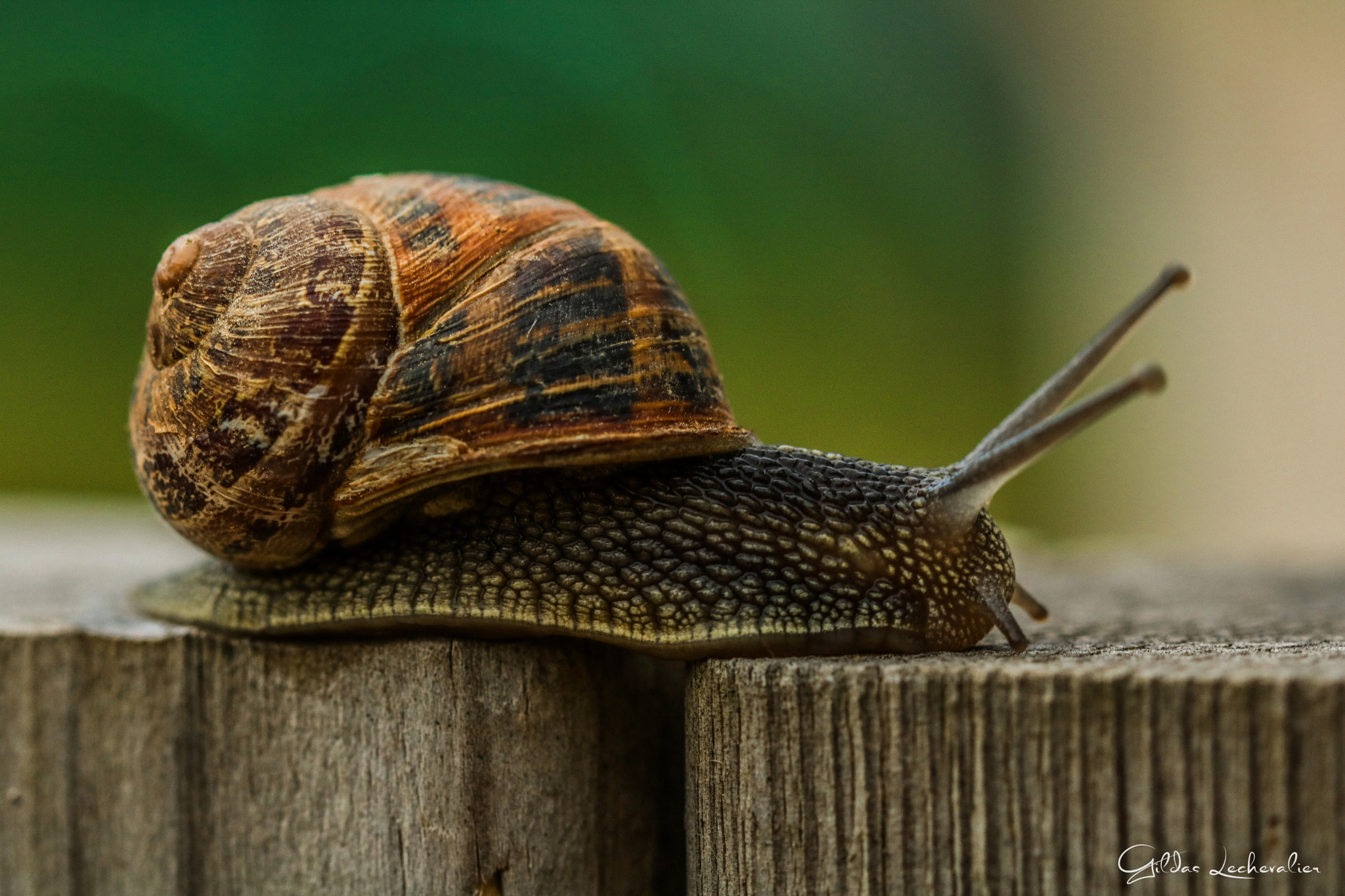 Canon EF 100mm F2.8 Macro USM sample photo. Snail walk photography