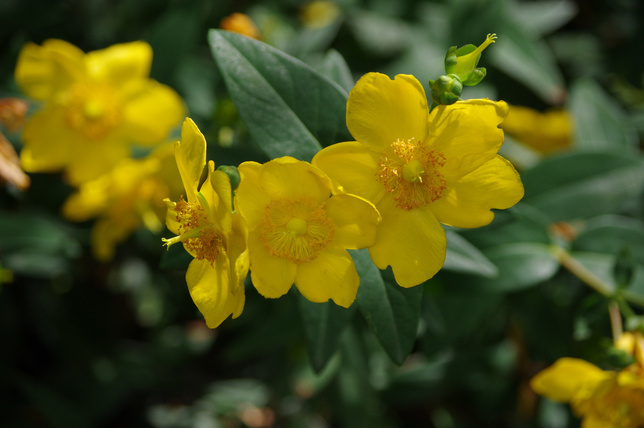 Pentax K-3 sample photo. Sunshine bush photography