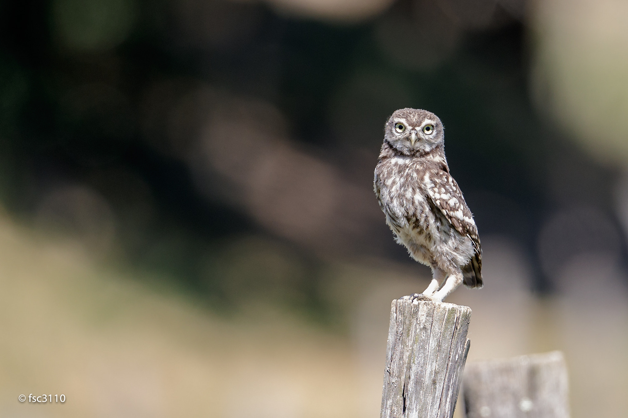 Canon EF 500mm F4L IS II USM sample photo. Little owl looking at me photography