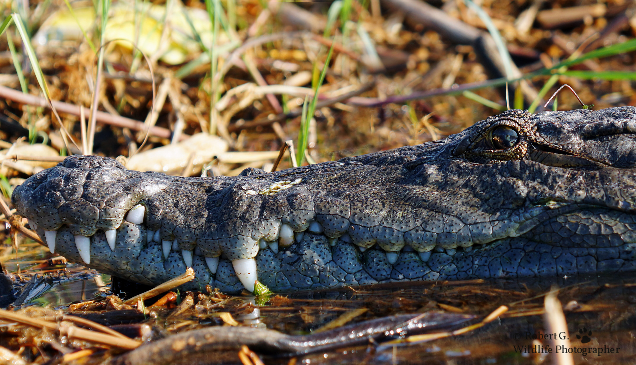 Sony SLT-A77 + Minolta/Sony AF 70-200mm F2.8 G sample photo. Crocodile portrait /lake baringo photography
