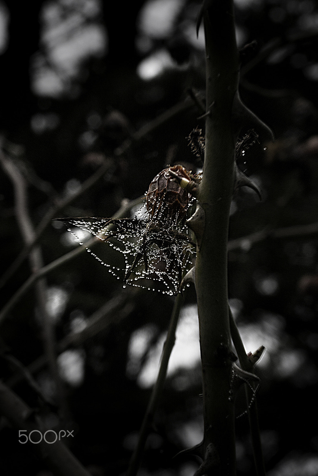 Canon EF-S 60mm F2.8 Macro USM sample photo. Dew and desolation photography