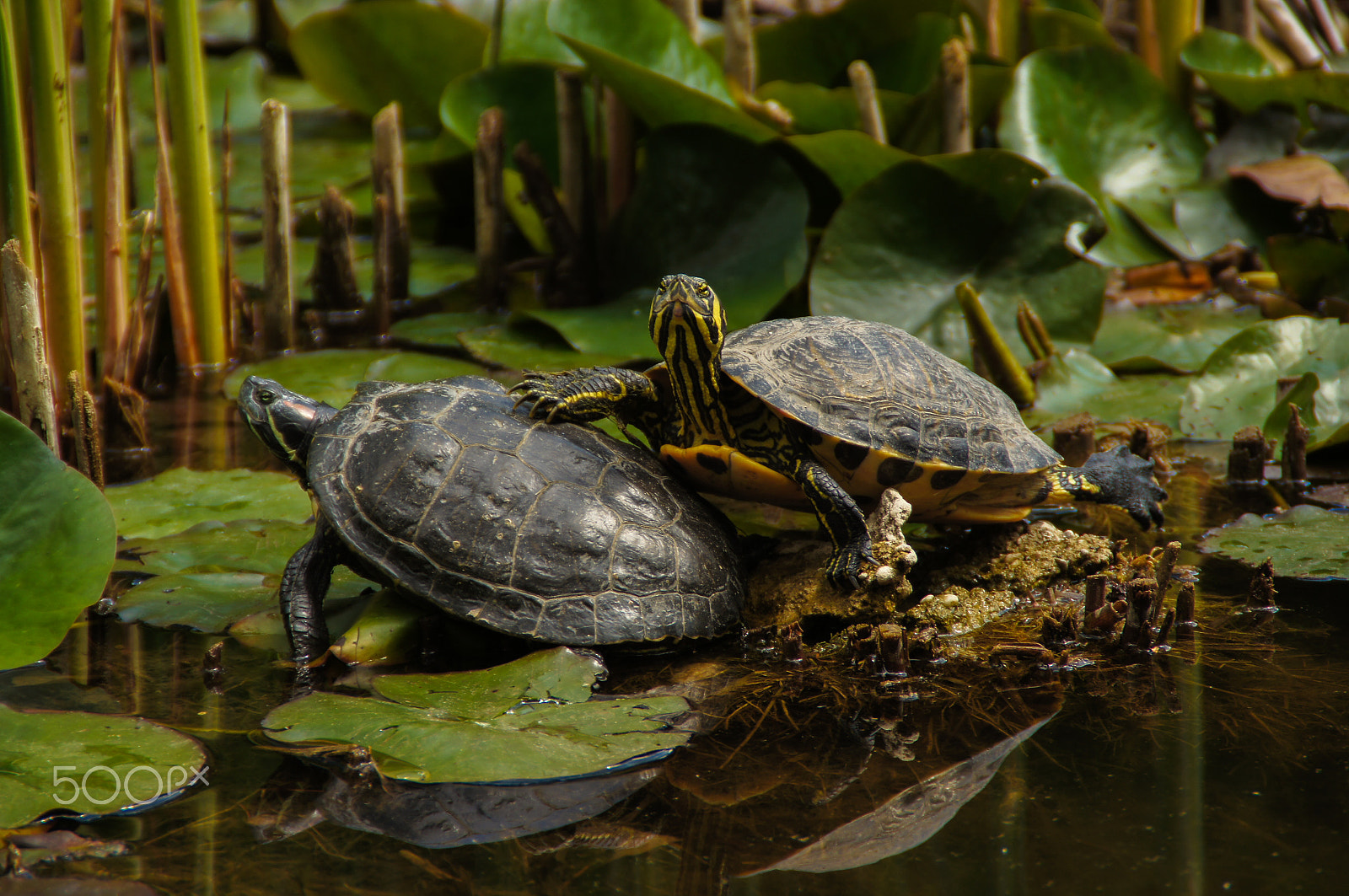 Sony Alpha DSLR-A580 sample photo. Turtles of margaret island photography