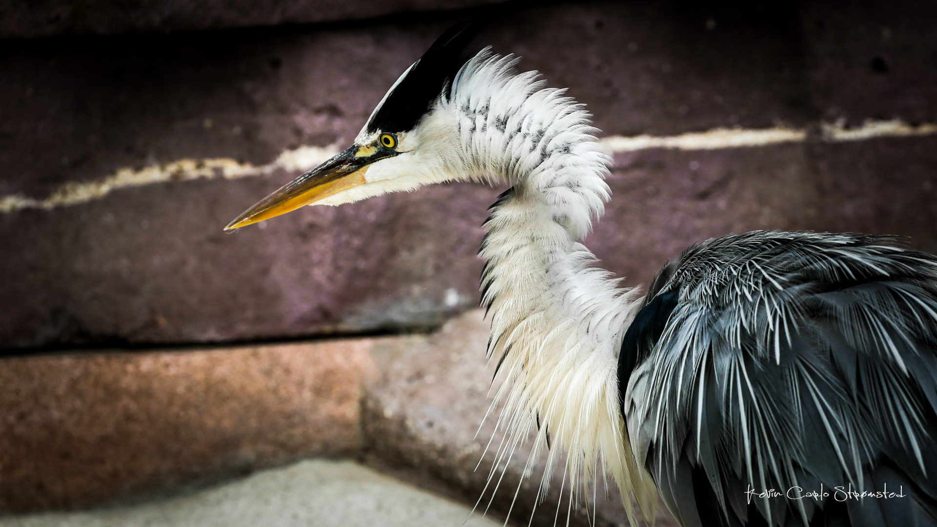 Canon EF 400mm F2.8L IS USM sample photo. Heron photography
