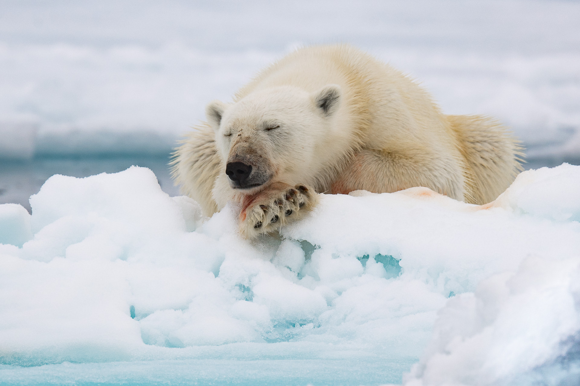Nikon AF-S Nikkor 500mm F4E FL ED VR sample photo. Sleeping bear photography