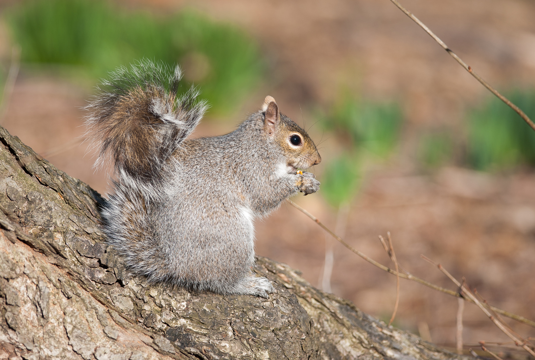 Nikon D700 + Nikon AF-S Nikkor 300mm F4D ED-IF sample photo. *** photography