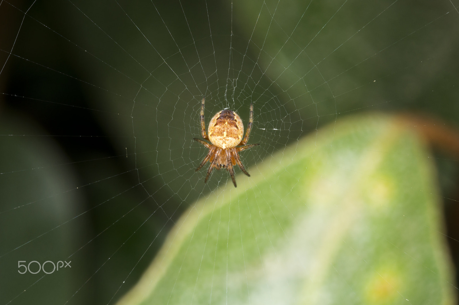 Nikon D3100 + AF Micro-Nikkor 60mm f/2.8 sample photo. Little spider in his web photography