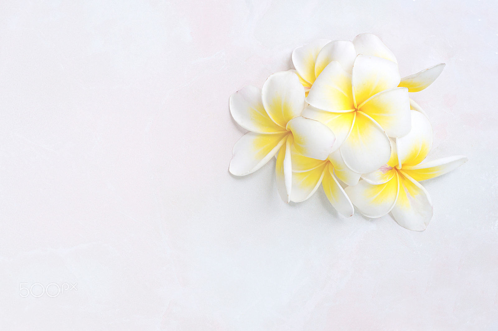 Sony Alpha DSLR-A500 + Minolta AF 50mm F1.7 sample photo. Blooming white plumeria or frangipani flowers on white floor bac photography