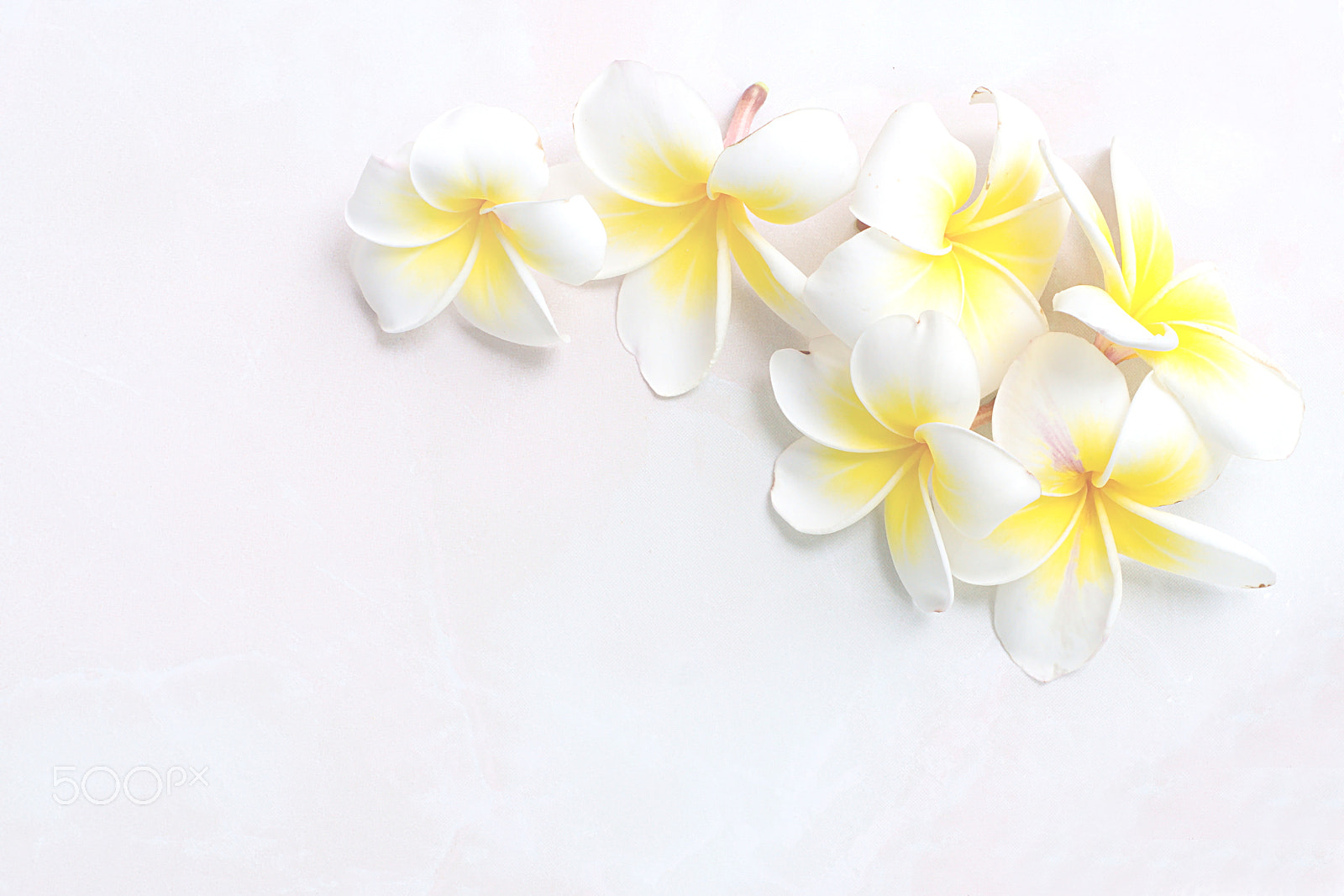 Sony Alpha DSLR-A500 + Minolta AF 50mm F1.7 sample photo. Blooming white plumeria or frangipani flowers on white floor bac photography