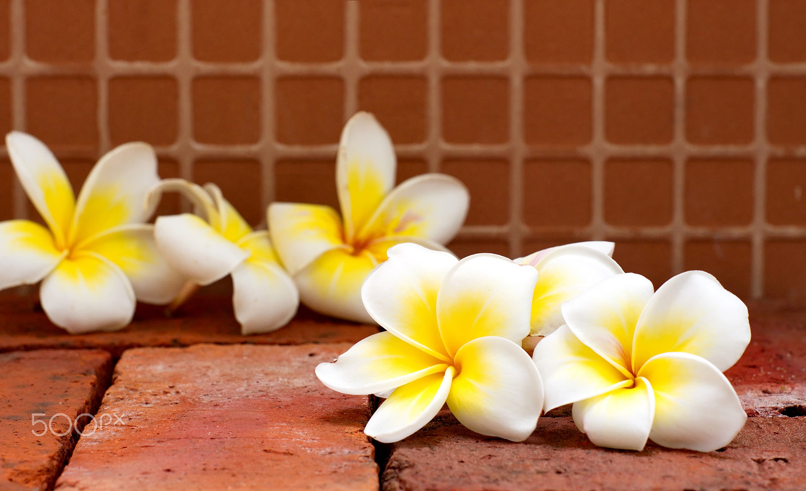 Sony Alpha DSLR-A500 + Minolta AF 50mm F1.7 sample photo. Blooming white plumeria or frangipani flowers on the brick floor photography