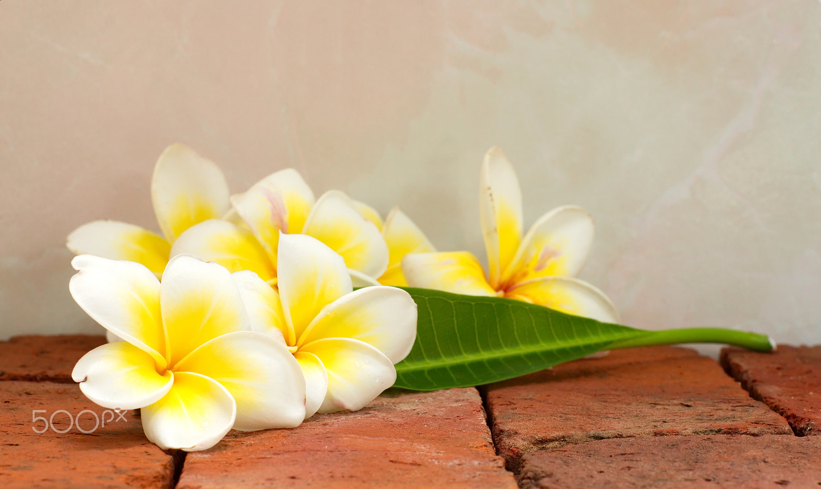Sony Alpha DSLR-A500 + Minolta AF 50mm F1.7 sample photo. Blooming white plumeria or frangipani flowers and green leaf on photography
