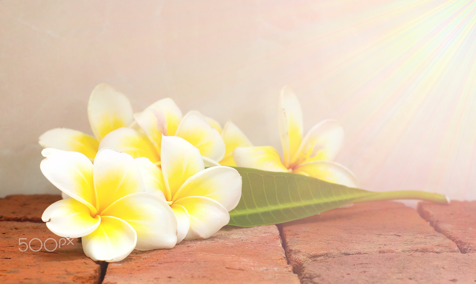 Sony Alpha DSLR-A500 + Minolta AF 50mm F1.7 sample photo. Blooming white plumeria or frangipani flowers and green leaf on photography