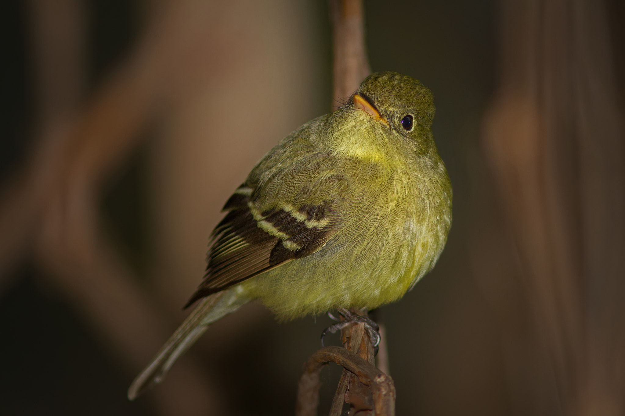 Canon EF 300mm F4L IS USM sample photo. Yellow-bellied flycatcher  2863 photography