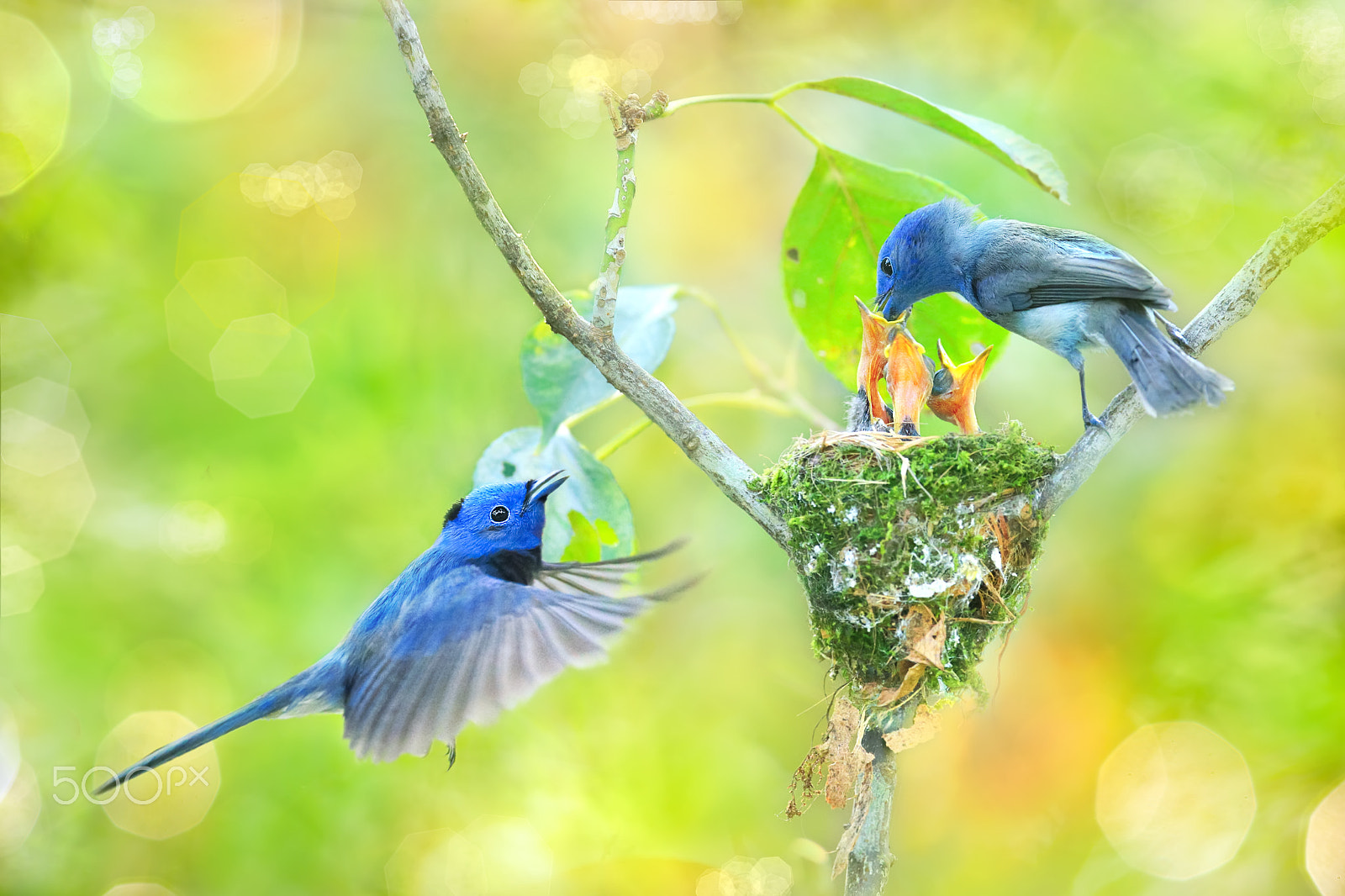 Canon EOS-1D X + Canon EF 300mm F2.8L IS USM sample photo. Feeding babies photography