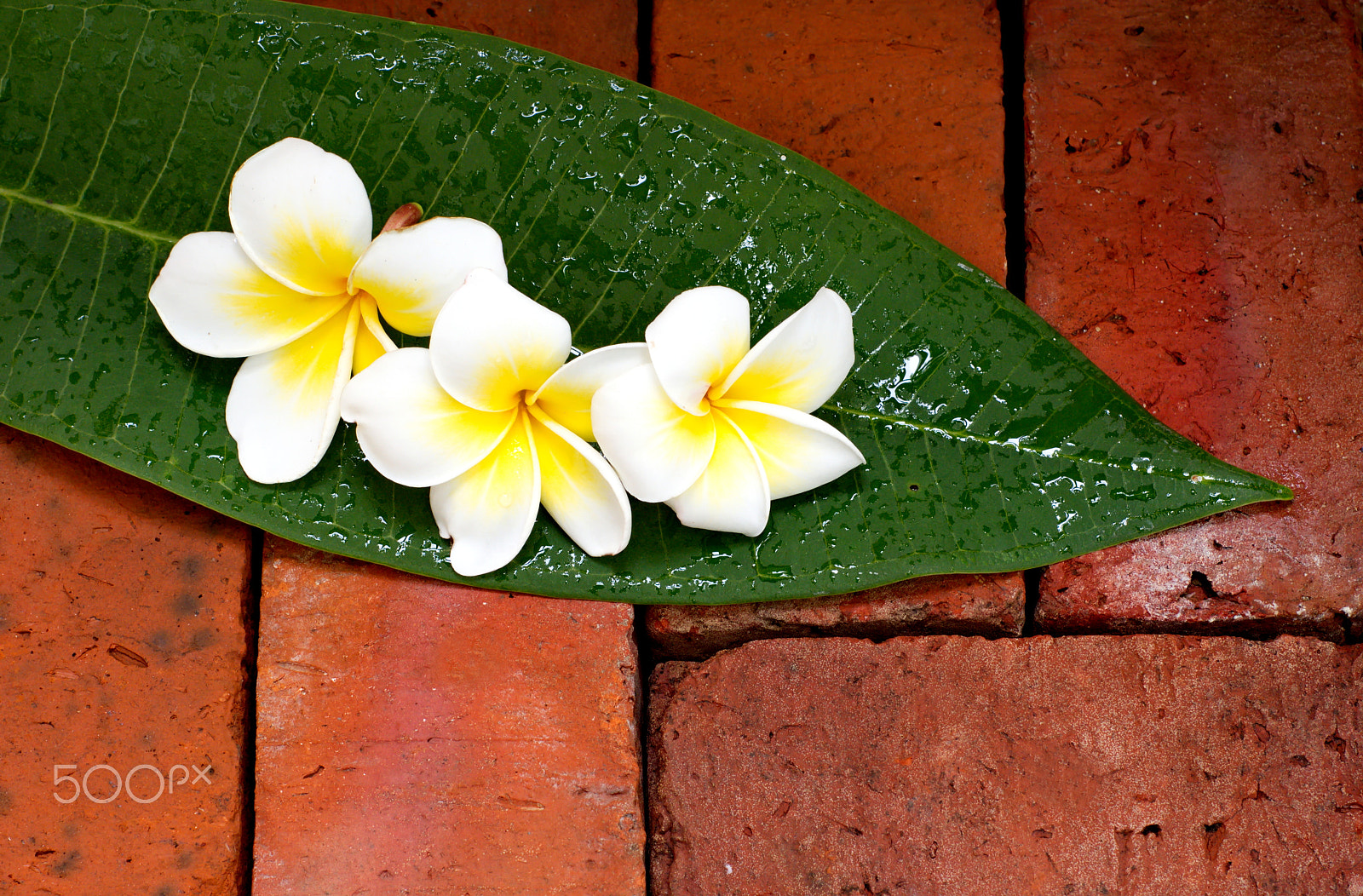 Sony Alpha DSLR-A500 + Minolta AF 50mm F1.7 sample photo. Blooming white plumeria or frangipani flowers on green leaf and photography