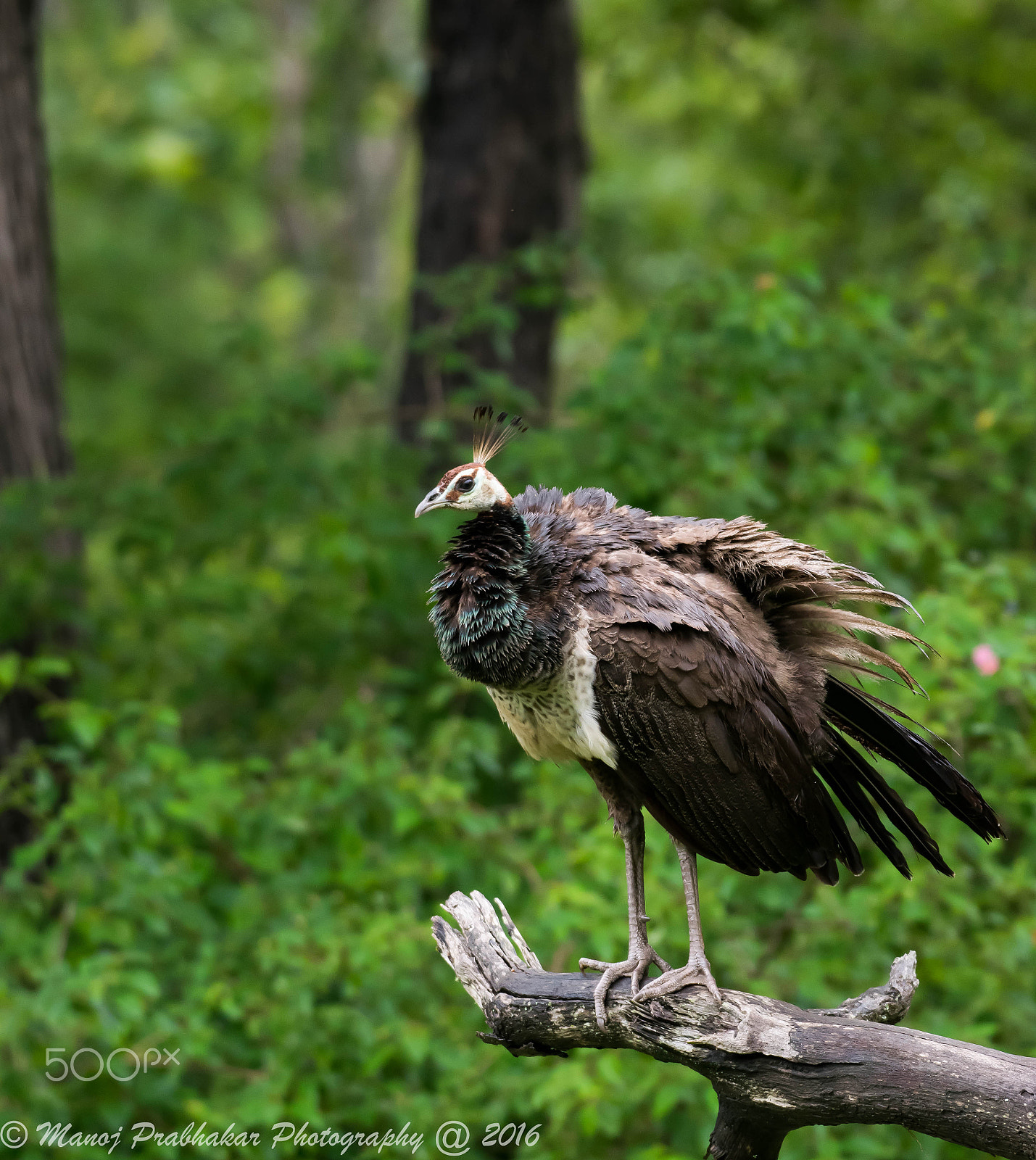 Nikon AF-S Nikkor 200-500mm F5.6E ED VR sample photo. Peahen habitat photography