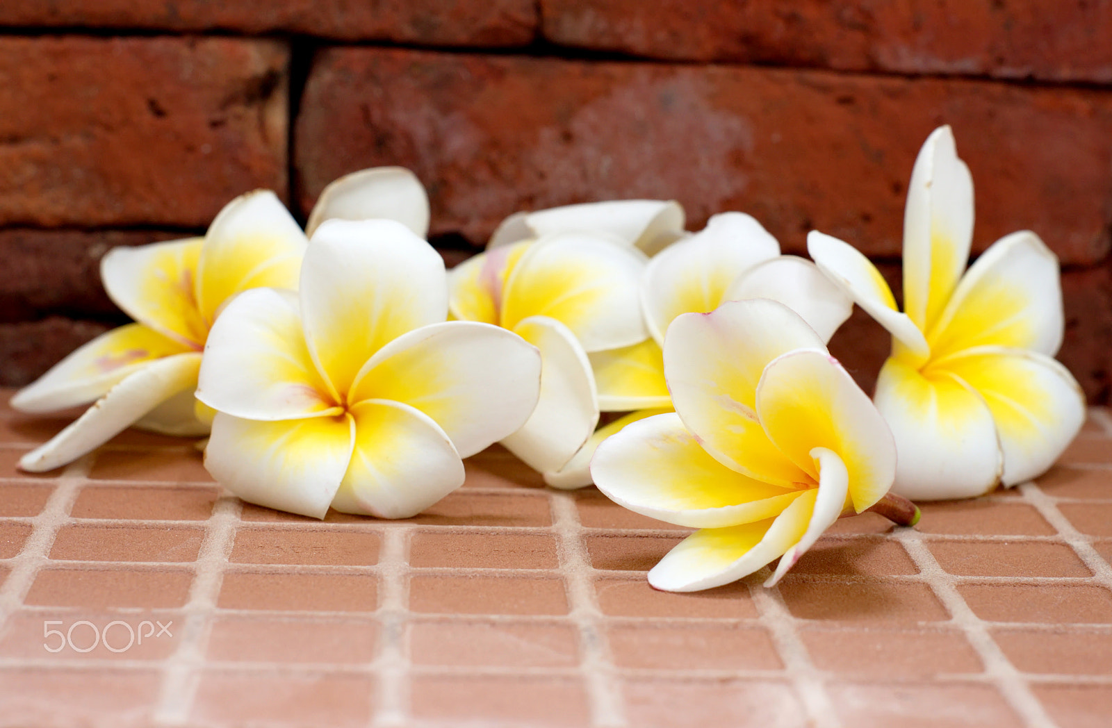 Sony Alpha DSLR-A500 + Minolta AF 50mm F1.7 sample photo. Blooming white plumeria or frangipani flowers on the floor and b photography