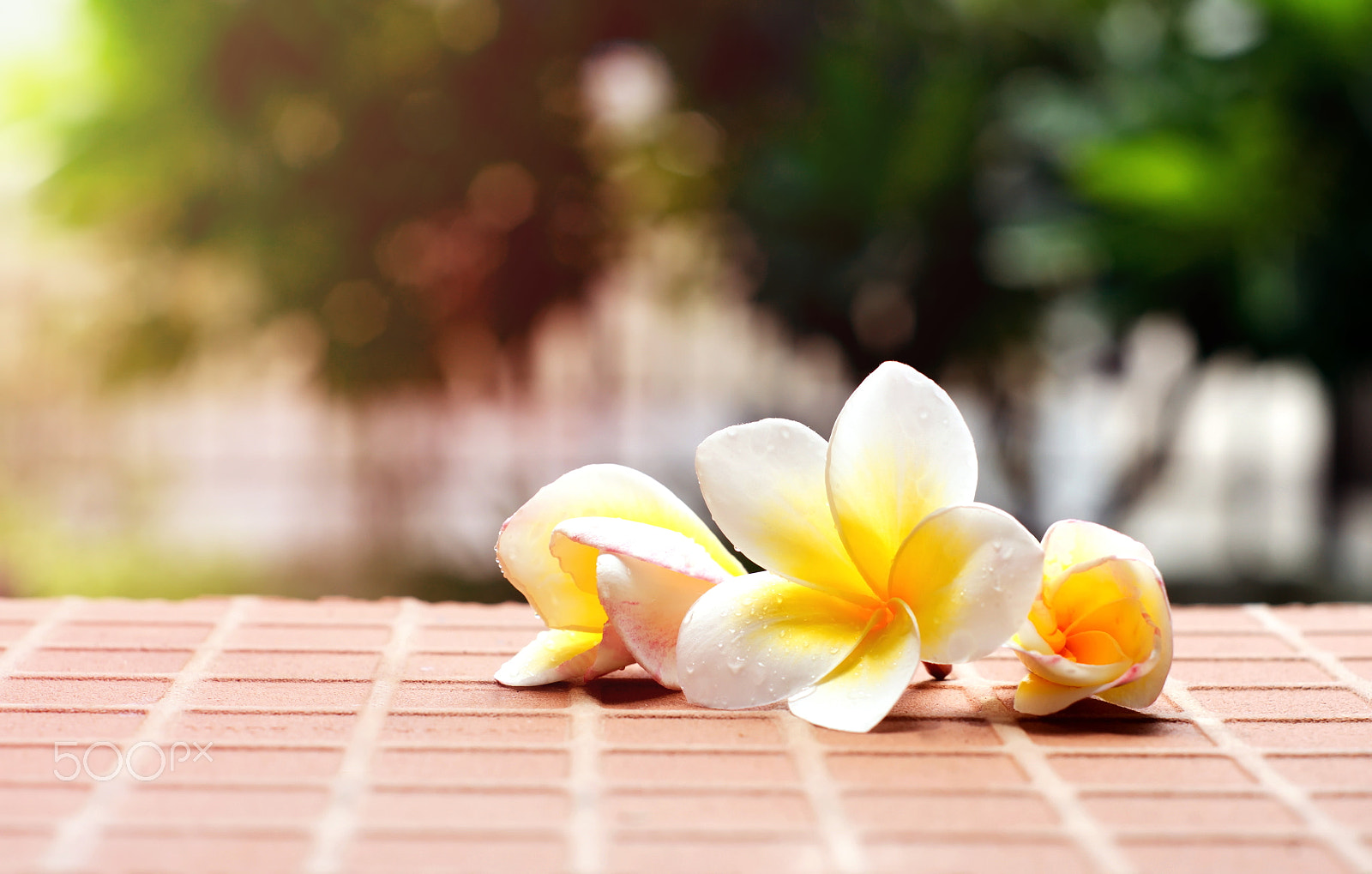 Sony Alpha DSLR-A500 + Minolta AF 50mm F1.7 sample photo. Blooming white plumeria or frangipani flowers on the brick floor photography