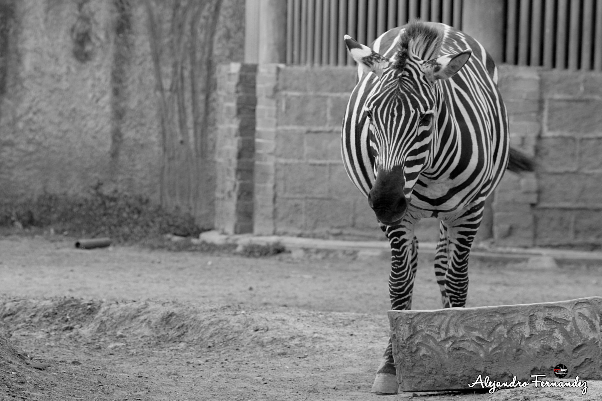 Canon EOS 500D (EOS Rebel T1i / EOS Kiss X3) + Canon EF-S 18-135mm F3.5-5.6 IS STM sample photo. Zebra - zoo. photography