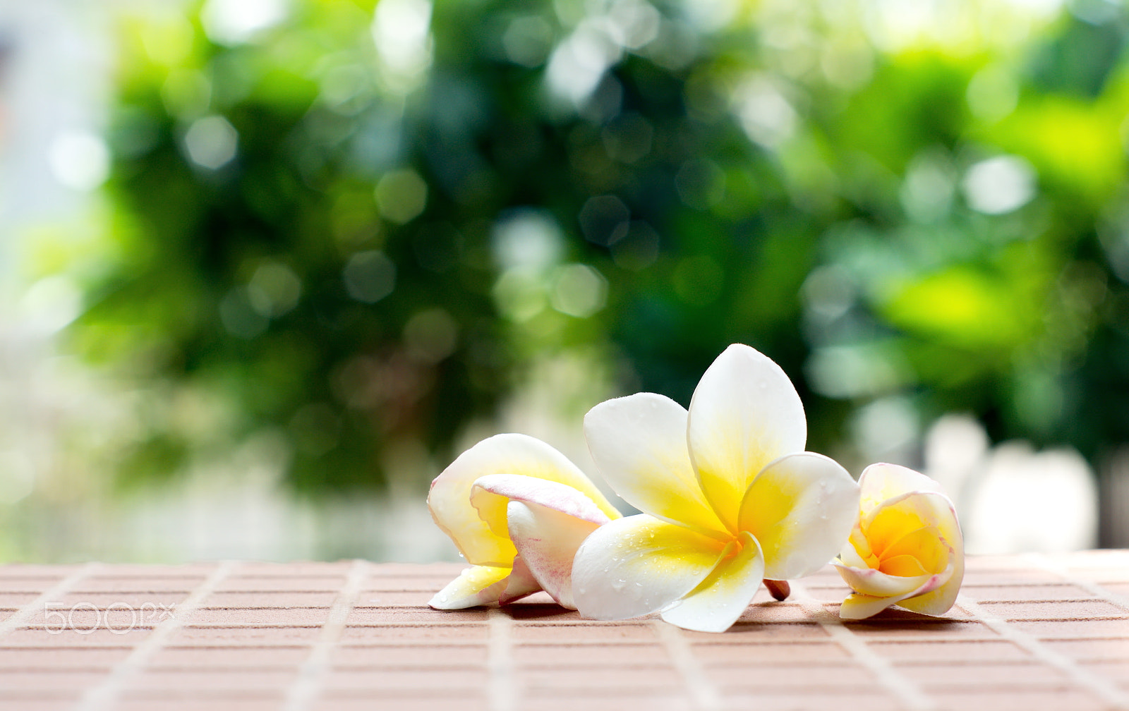 Sony Alpha DSLR-A500 + Minolta AF 50mm F1.7 sample photo. Blooming white plumeria or frangipani flowers on the brick floor photography