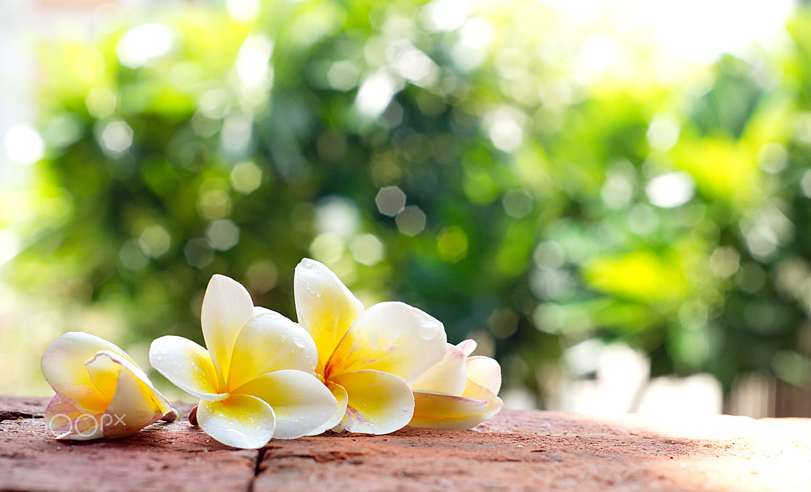 Sony Alpha DSLR-A500 + Minolta AF 50mm F1.7 sample photo. Blooming white plumeria or frangipani flowers on the brick floor photography