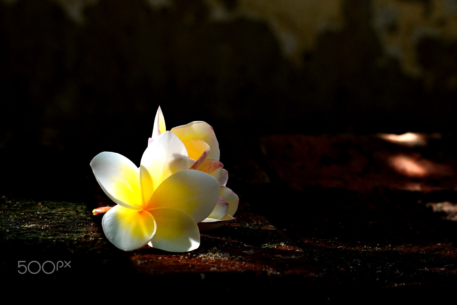 Sony Alpha DSLR-A500 + Minolta AF 50mm F1.7 sample photo. Blooming white plumeria or frangipani flowers with spot light on photography