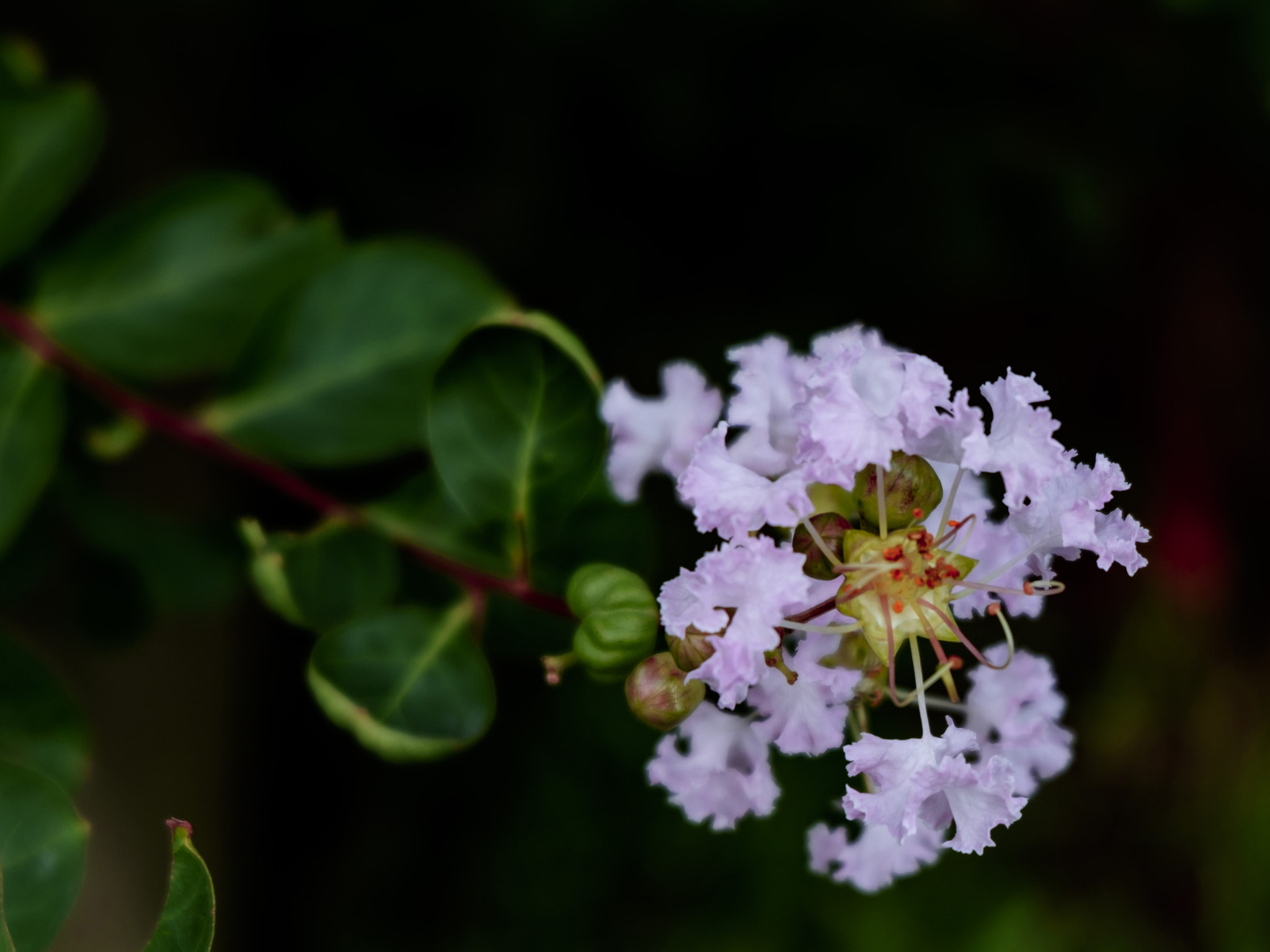 Fujifilm XC 16-50mm F3.5-5.6 OIS II sample photo. Wild flowers photography