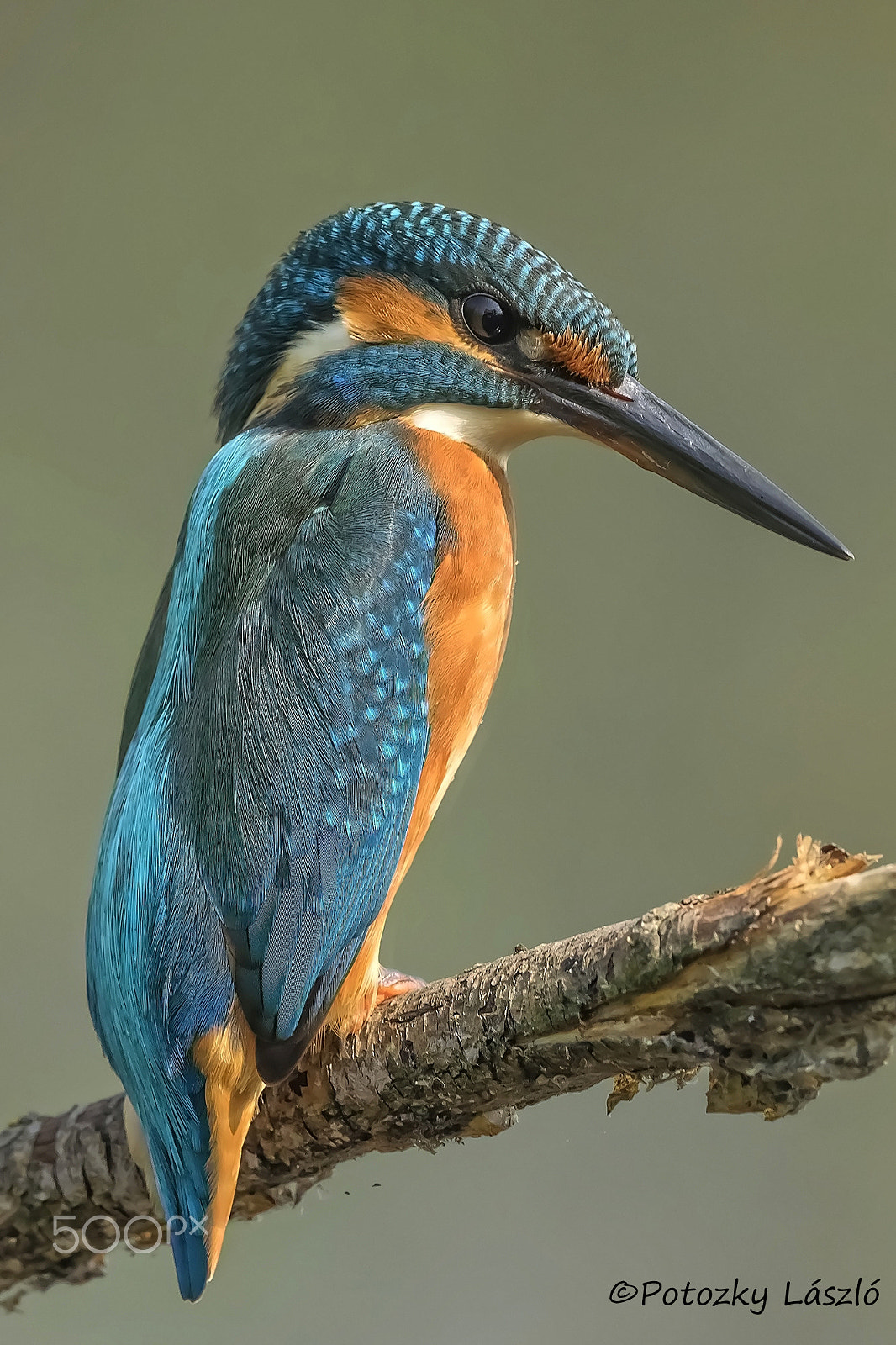 Olympus OM-D E-M1 + OLYMPUS M.300mm F4.0 sample photo. Kingfisher photography