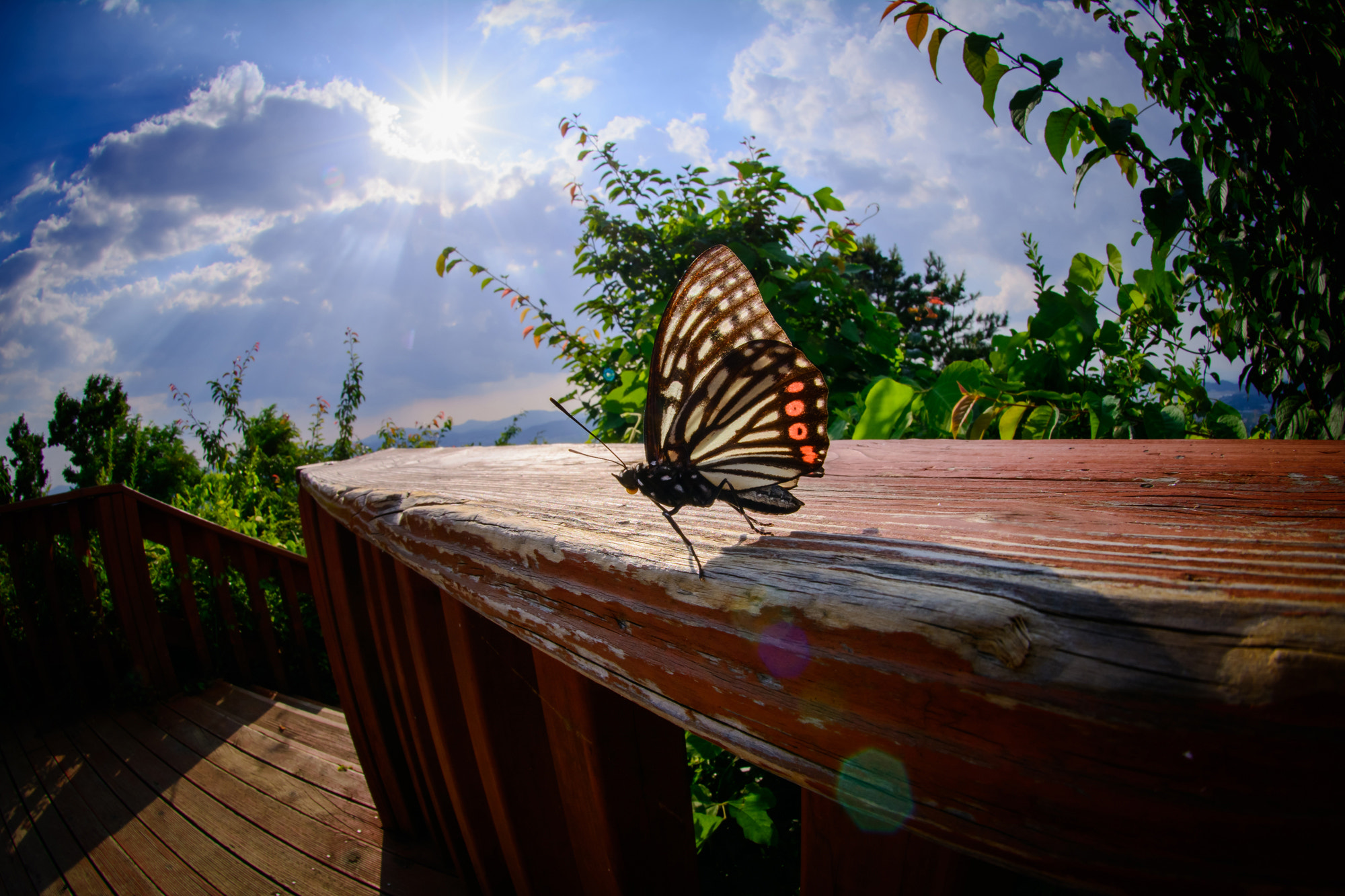 Nikon AF DX Fisheye-Nikkor 10.5mm F2.8G ED sample photo. Hestina assimilis photography