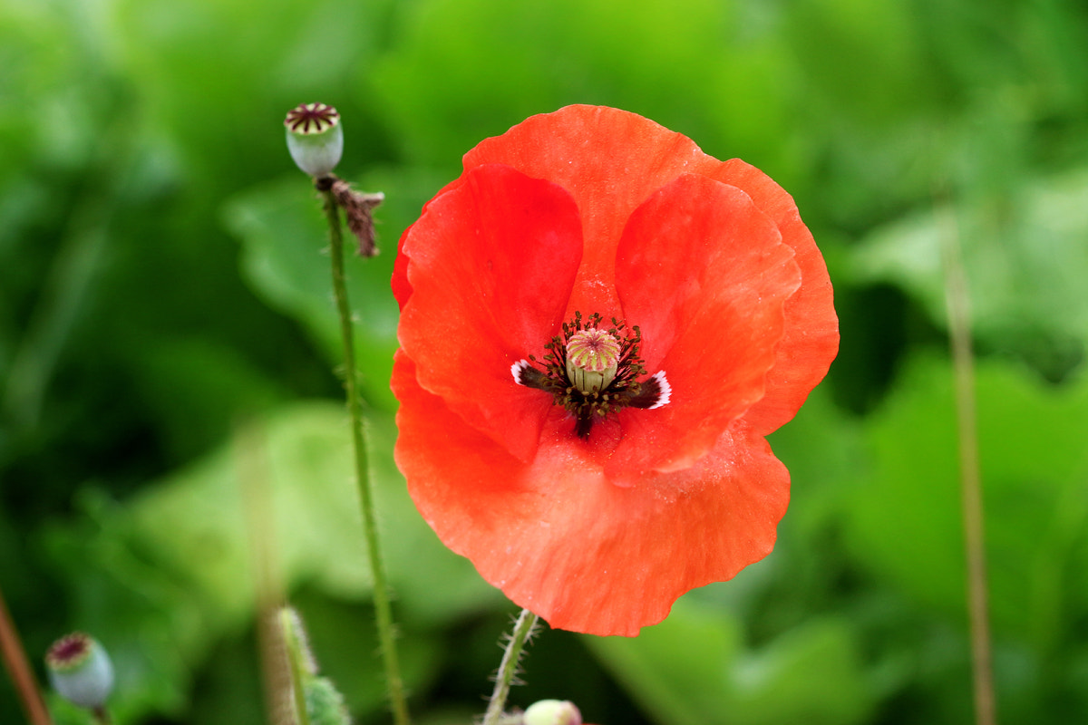 Canon EF 100mm F2.8 Macro USM sample photo. Beautiful poppy photography