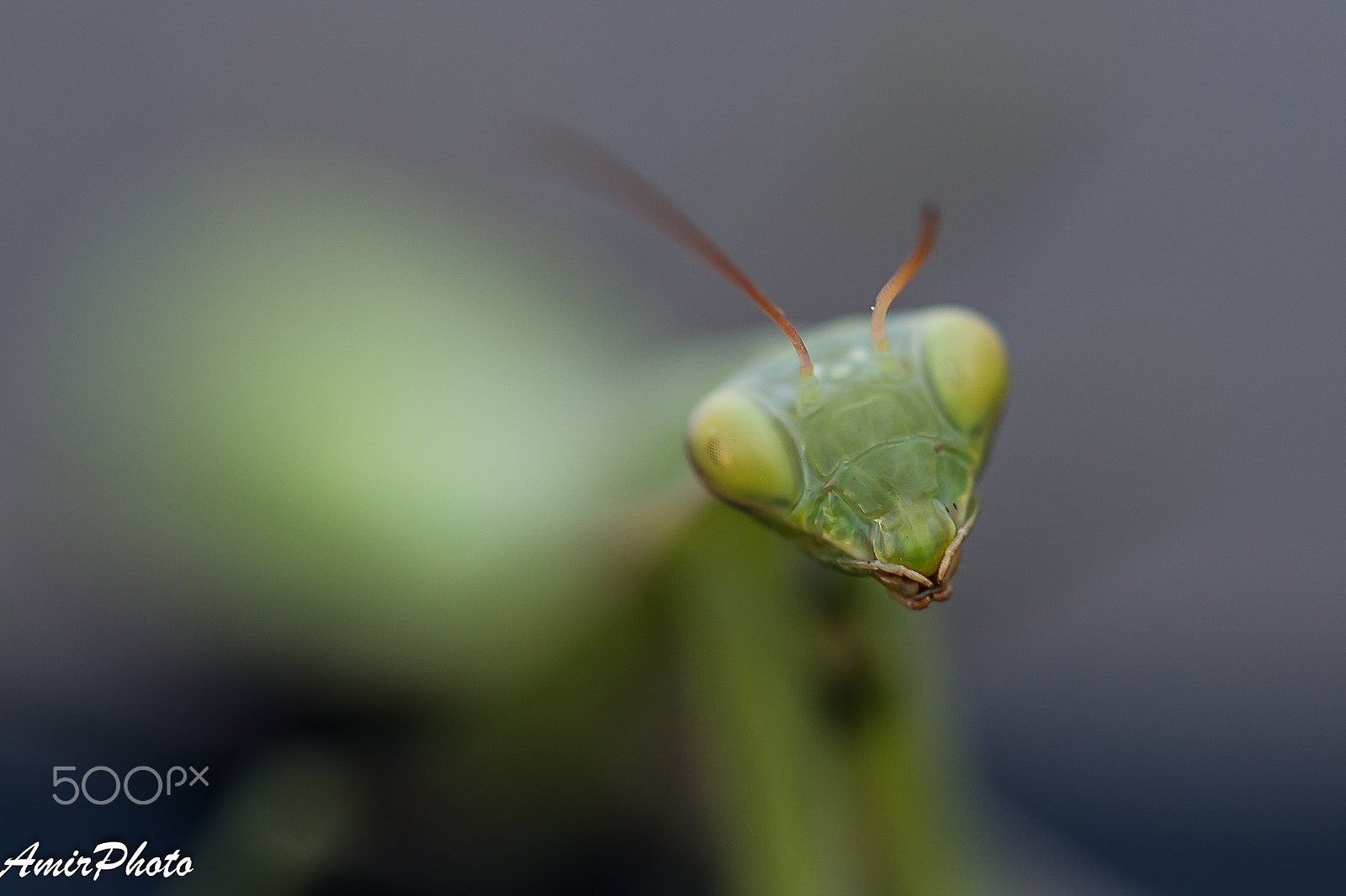 Canon EF 100mm F2.8L Macro IS USM sample photo. Ai6p0954.jpg photography