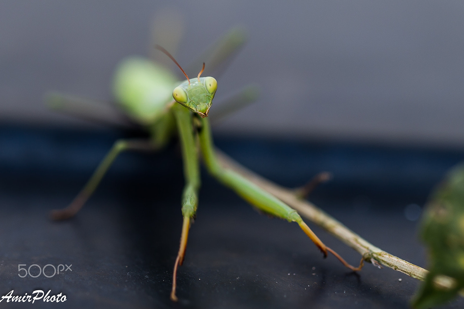 Canon EF 100mm F2.8L Macro IS USM sample photo. Ai6p0957.jpg photography