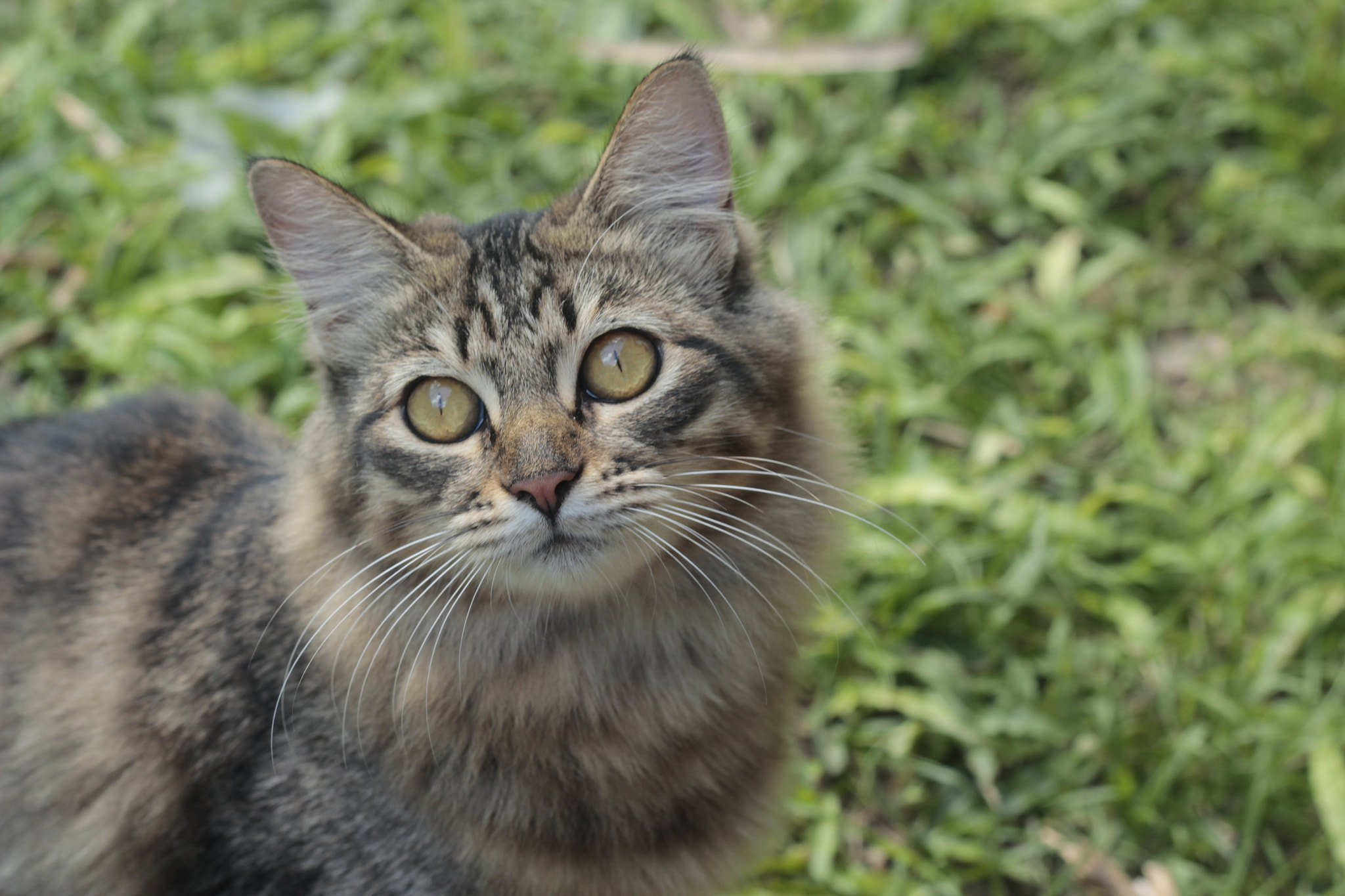 Canon EF 50mm F1.8 II sample photo. Sofia. photography