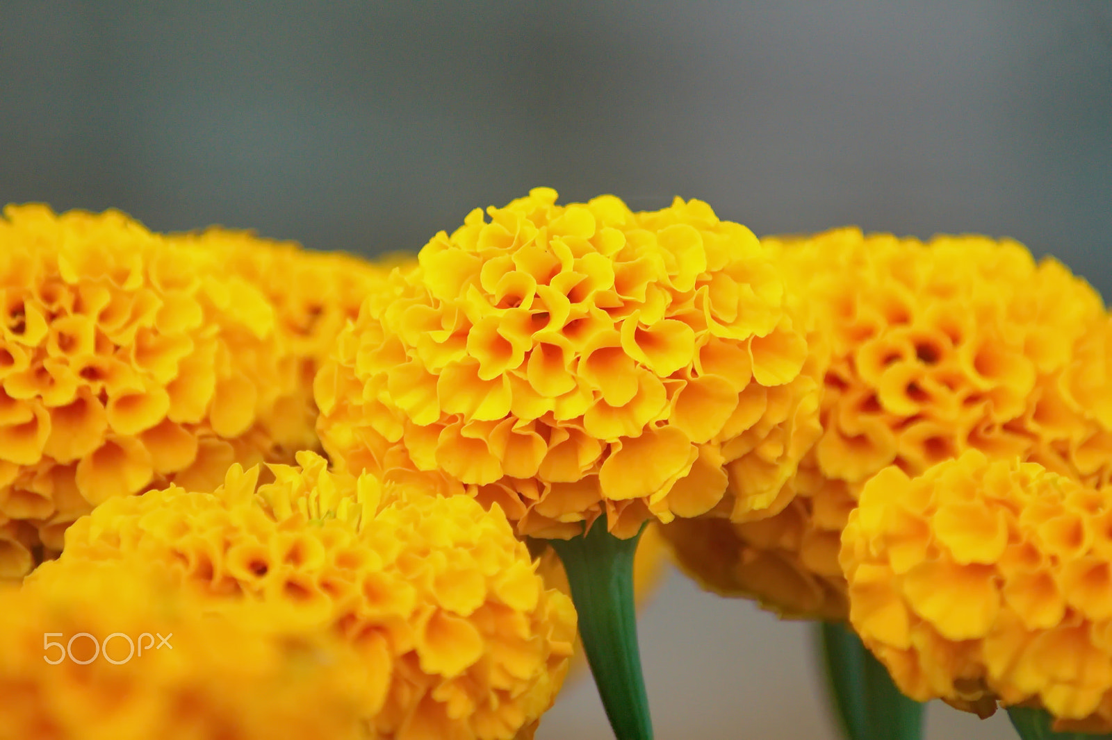 Sony Alpha DSLR-A500 + Sony 75-300mm F4.5-5.6 sample photo. Yellow marigold flower on blur background photography