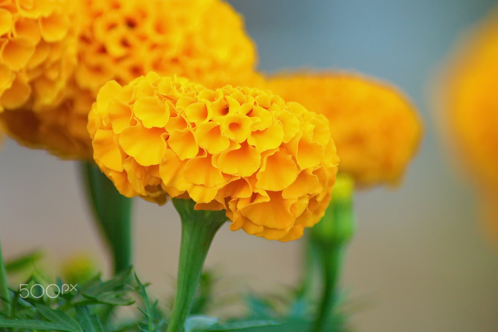 Sony Alpha DSLR-A500 + Sony 75-300mm F4.5-5.6 sample photo. Yellow marigold flower on green leaf. photography