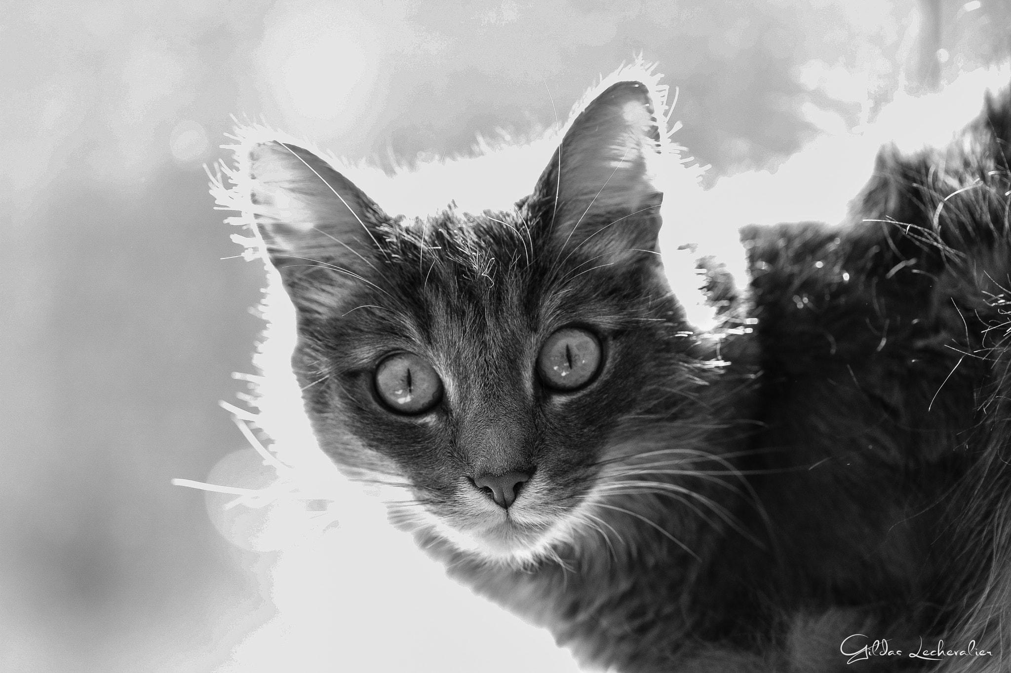 Canon EF 100mm F2.8 Macro USM sample photo. Indiana black and white photography