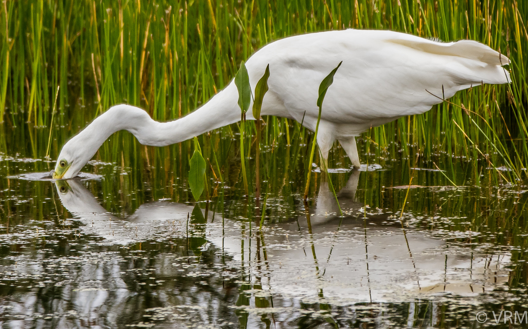 Canon EF 70-200mm F2.8L IS II USM sample photo. Great white egret photography