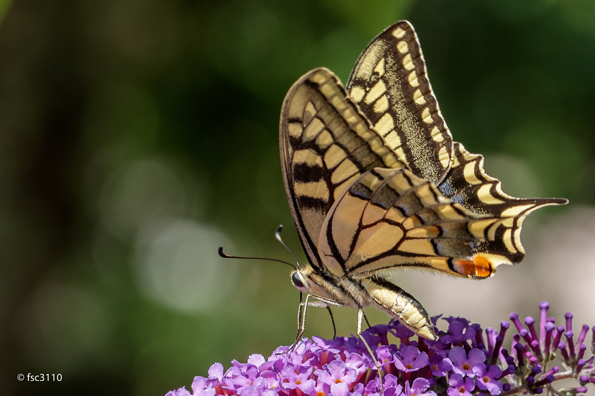 Canon EF 100mm F2.8L Macro IS USM sample photo. Pailio machaon on a butterfly bush photography
