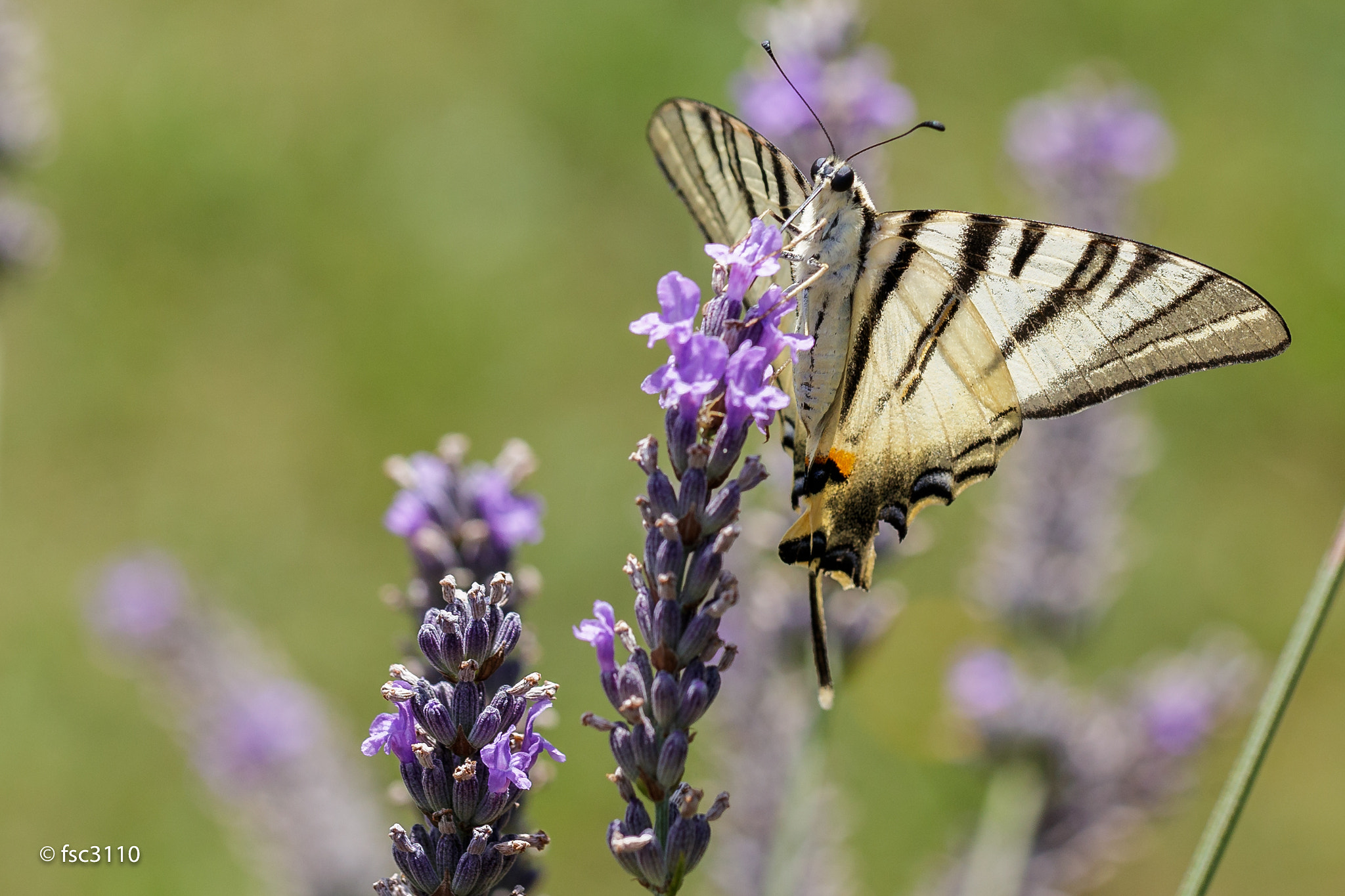Canon EF 100mm F2.8L Macro IS USM sample photo. Iphiclides podalirius on lavender flowers photography