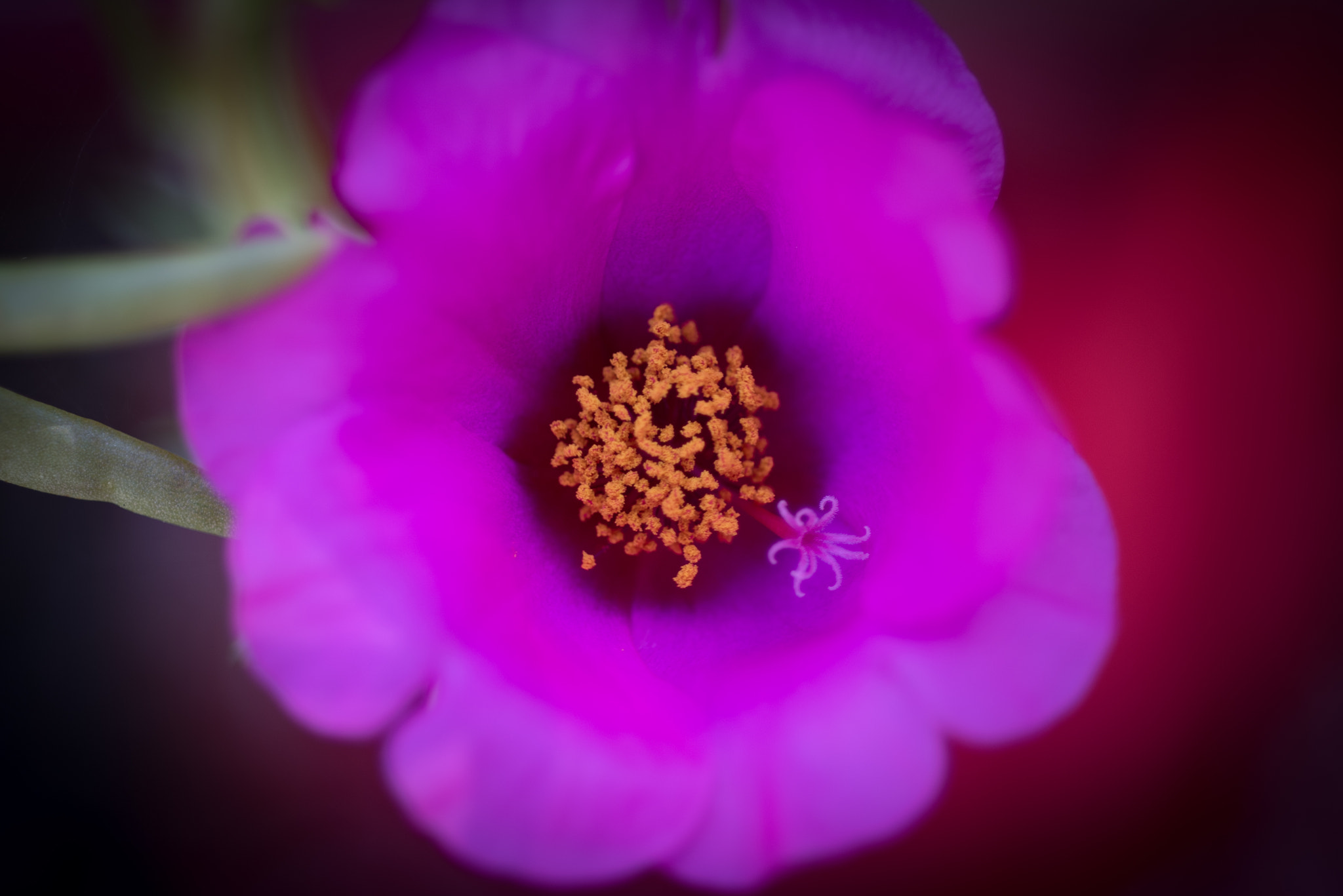Nikon AF Micro-Nikkor 60mm F2.8D sample photo. Inside photography